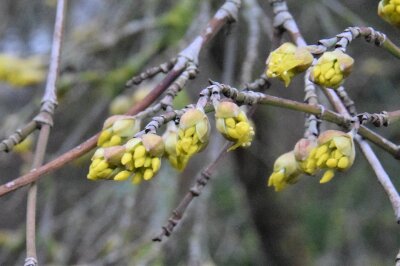 Noch geschlossene Blüte der Kornelkirsche