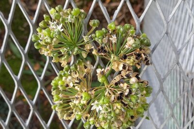 Blüten und Samenstände von Schnittknoblauch