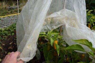 Paprika wird mit Vlies vor Frost geschützt