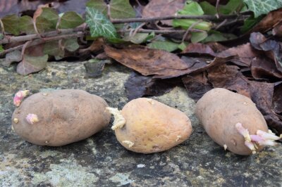 Verschiedene Kartoffeln mit kurzen dicken Keimen