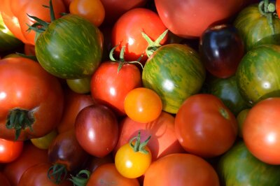 Unterschiedliche Tomaten in Größe und Farben rot, gelb und grün