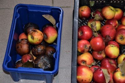 kranke Äpfel werden aus dem Lager aussortiert