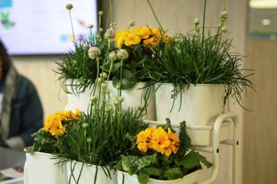 gelbe Primel in einer Etagere im Wohnraum