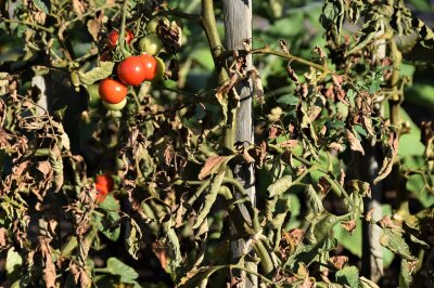 Rostmilbenbefall an Tomatenpflanzen