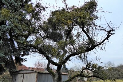 Starker Mistelbefall an einem Obstbaum