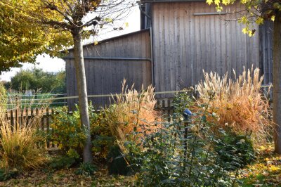 Rotes Herbstlaub an einem Gartenzaun