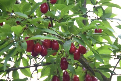 Rote Kornelkirschen am Strauch