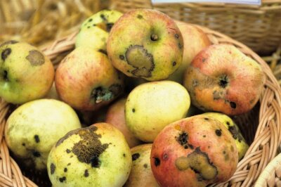Schorfbefall  an Apfel-Früchten