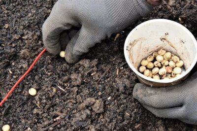 Hand legt kugelförmige Edamame-Samen in einer Reihe ins Beet