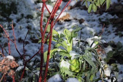 Strauch mit roter Rinde und grüne Nieswurz im Schnee