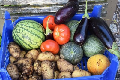 Reiche Gemüseernte mit Kartoffeln, Tomaten, Auberginen und Melone