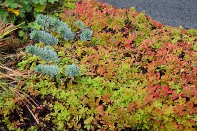 Sedum 'Immergrünchen' in Herbstfärbung