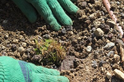 Zwei Hände mit Handschuhen um eine frisch gepflanzte Staude