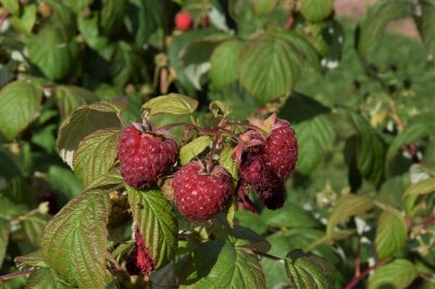 Rote Herbsthimbeeren