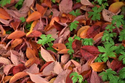 Rotes Herbstlaub zwischen grünen Staudenblättern