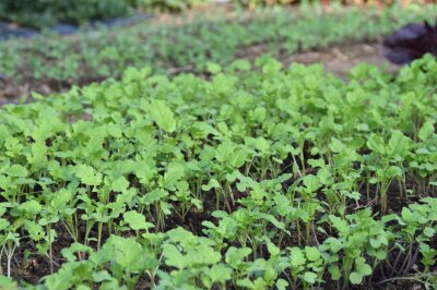 Kleine grüne Pflänzchen auf dem Beet