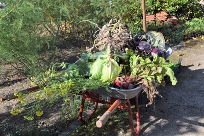 Schubkarre mit verschiedenem Herbstgemüse gefüllt