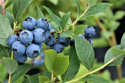 Blaue Heidelbeerfrüchte am Strauch