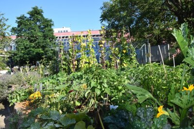 Blick in einen bunten Gemüsegarten
