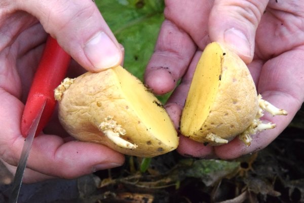 28+ schön Bilder Wann Werden Kartoffeln Gesetzt : Gekeimte Kartoffeln