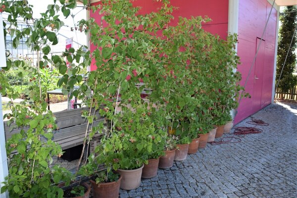 Himbeeren auf dem Balkon auslichten