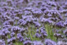 Sät man Phacelia Anfang August, erlebt man vielleicht noch eine Blüte vor dem Frost.