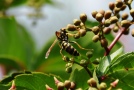 Haus-Feldwespe an Blüten vom Wilden Wein