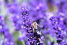 blaue Lavendelblüte mit Biene