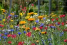 Bunte Blüten einer Blumenmischung bieten viel Nahrung für Bienen und andere Insekten.