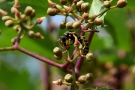 Haus-Feldwespe am Wilden Wein