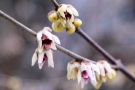 Chinesische Winterblüte (Chimonanthus praecox)