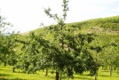 Obstwiesen prägen die Landschaft und liefern frisches Obst.