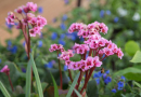 Detailaufnahme einer bunt blühenden Blume mit Insekten