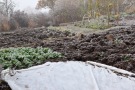 Gemüsegarten im Winter: Feldsalat steht zur Ernte bereit