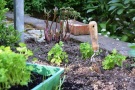 Petersilie in Tuffs im Garten auspflanzen