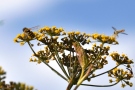 Schwebfliegen auf Fenchelblüte