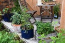 Gemüse im Topf: verschiedene Gemüsearten in Gefäßen auf dem Balkon