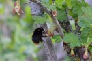 Stachelbeerblüte mit Hummel