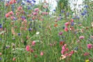 Blumenwiese mit rosa Blüten