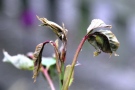 Junge Austriebe der Rose sind durch Spätfröste gefährdet.