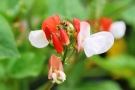 rot-weiße Blüten der Bohnensorte Hestia