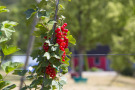 Obstgarten Stutel Johannsibeeren