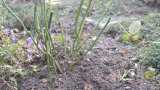 Rosenpflanzung im Herbst, gleich mit Anhäufeln