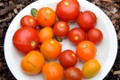 Aufplatzen von Tomatenfrüchten