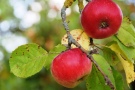 Frisches Streu-Obst direkt vom Baum.