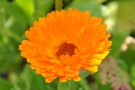 einfachblühende orange farbene Ringelblume