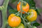 ringförmig aufgeplatzte Tomaten