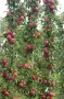 'Garden Fountain' Säulenapfel