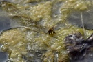 Biene trinkt Wasser am Teich