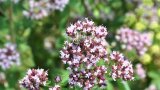 Viele Kräuterblüten sind Bienenweiden, hier Oregano.